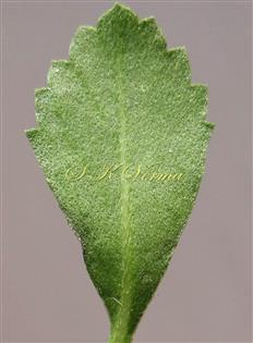  Leaf lamina-Abaxial view